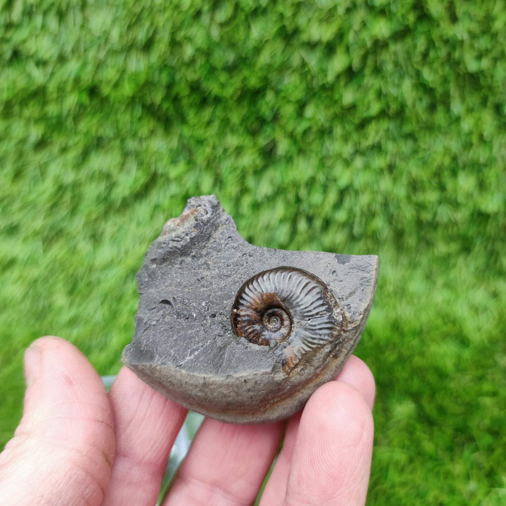 Whitby fossil eleganticeras ammonite - North Yorkshire Fossils