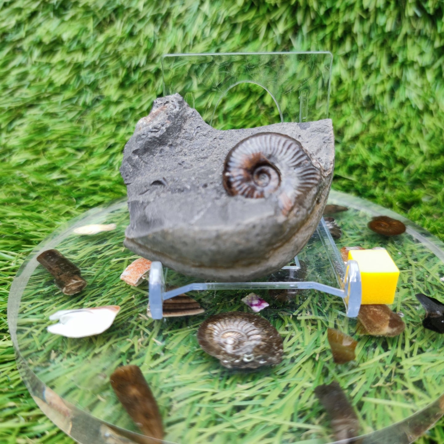 Whitby fossil eleganticeras ammonite - North Yorkshire Fossils