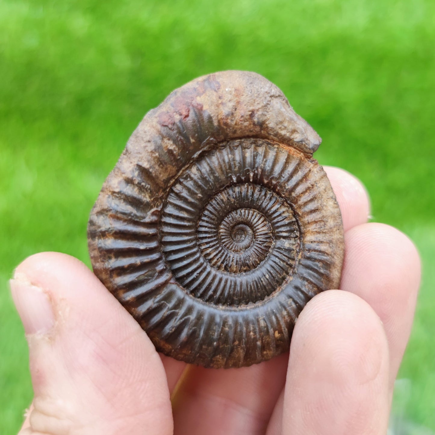 Whitby fossil UK 3D - North Yorkshire Fossils