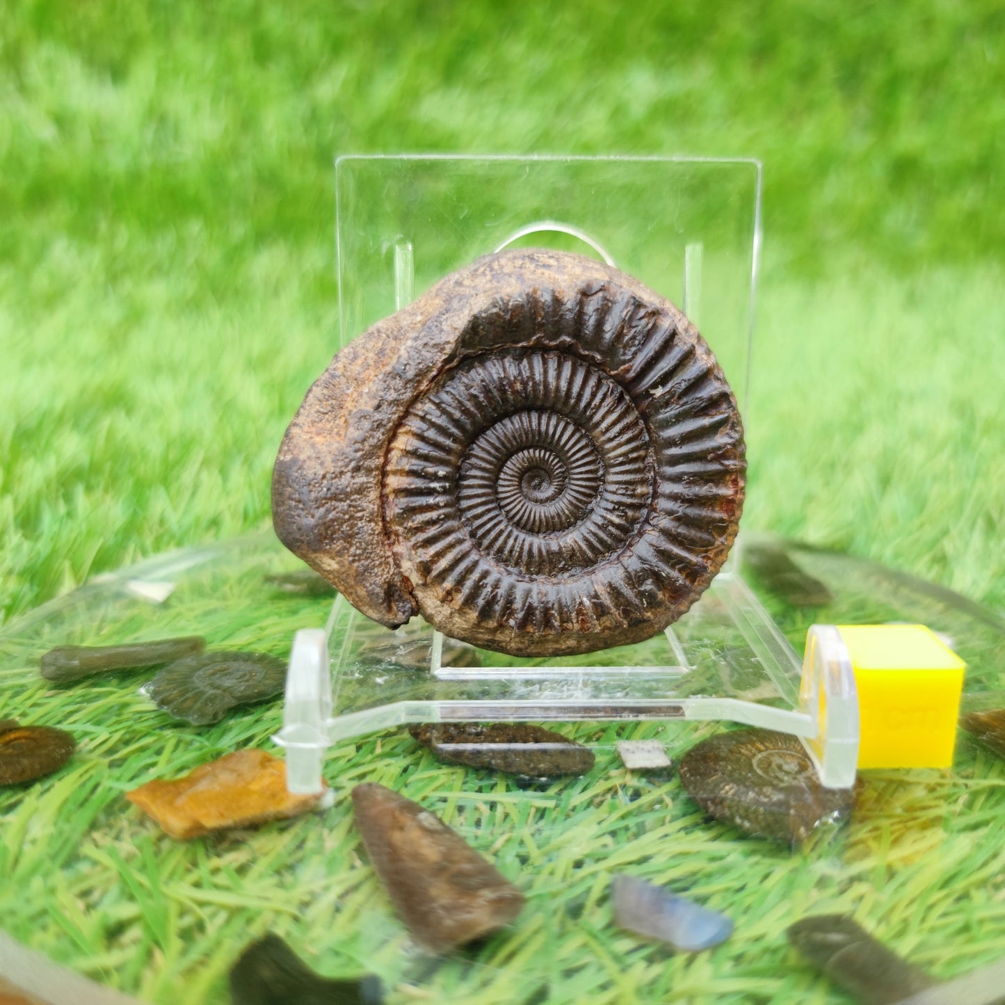 Whitby fossil UK 3D - North Yorkshire Fossils