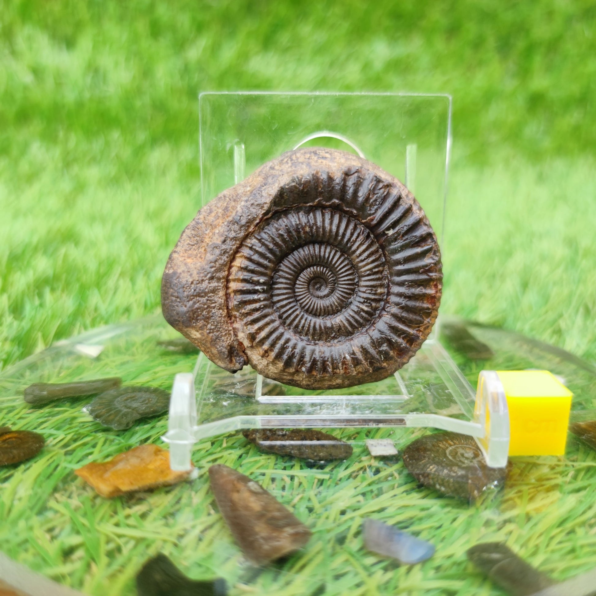 Whitby fossil UK 3D - North Yorkshire Fossils