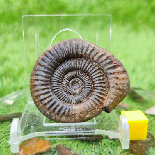 Whitby fossil UK 3D - North Yorkshire Fossils