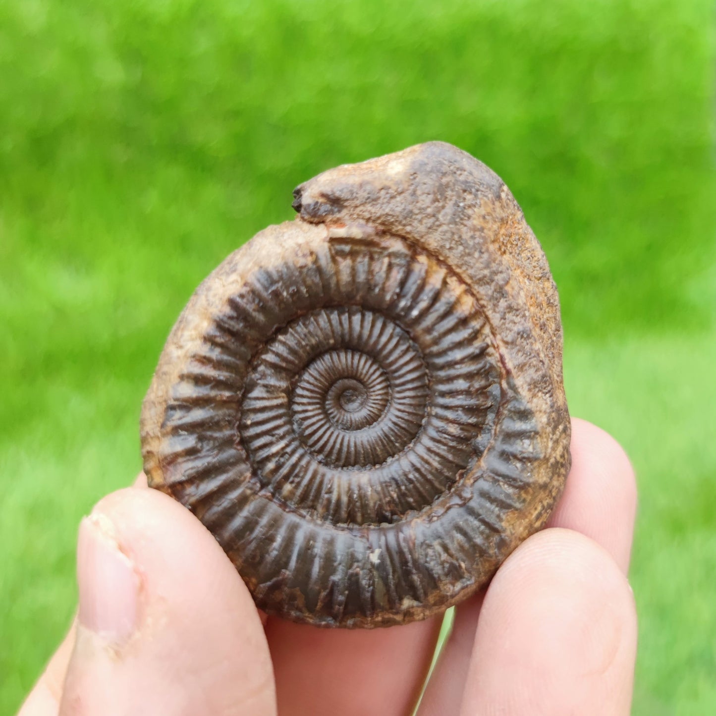 Whitby fossil UK 3D - North Yorkshire Fossils