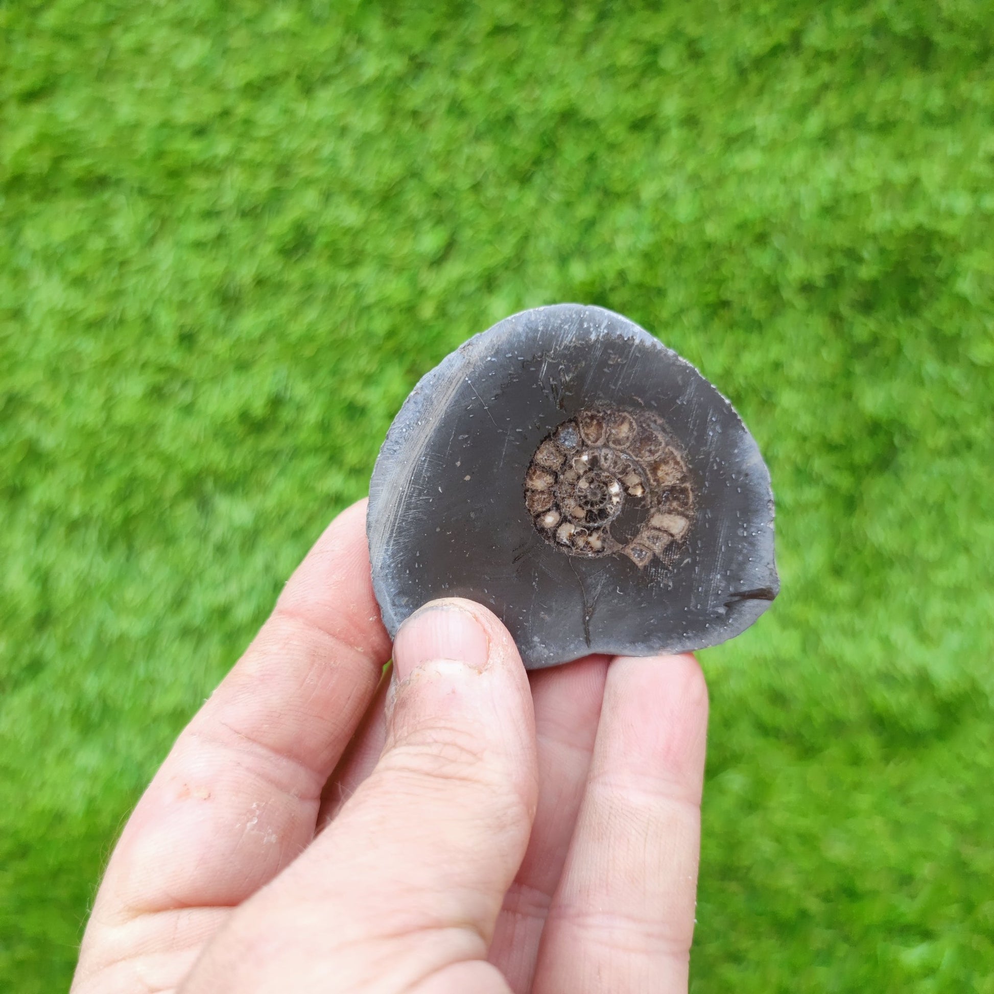 Whitby polished ammonite fossil - North Yorkshire Fossils