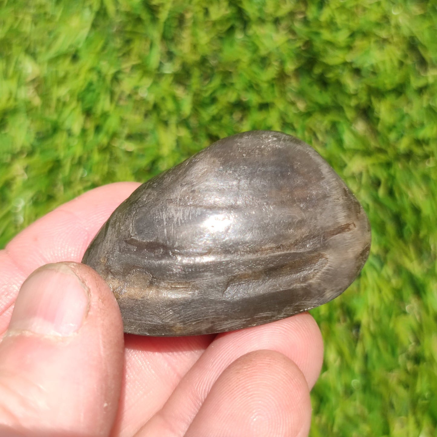 Whitby polished shell fossil - North Yorkshire Fossils