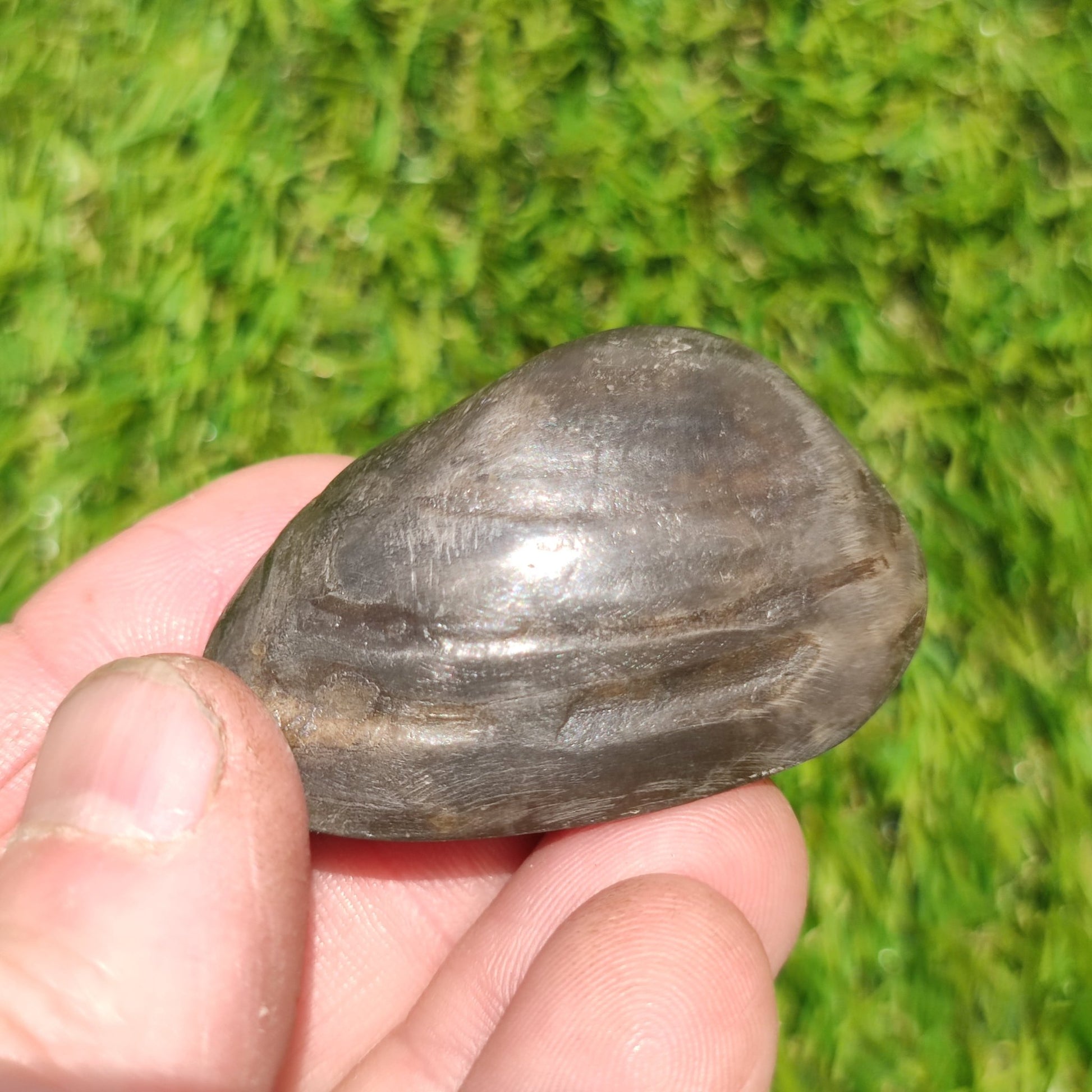 Whitby polished shell fossil - North Yorkshire Fossils