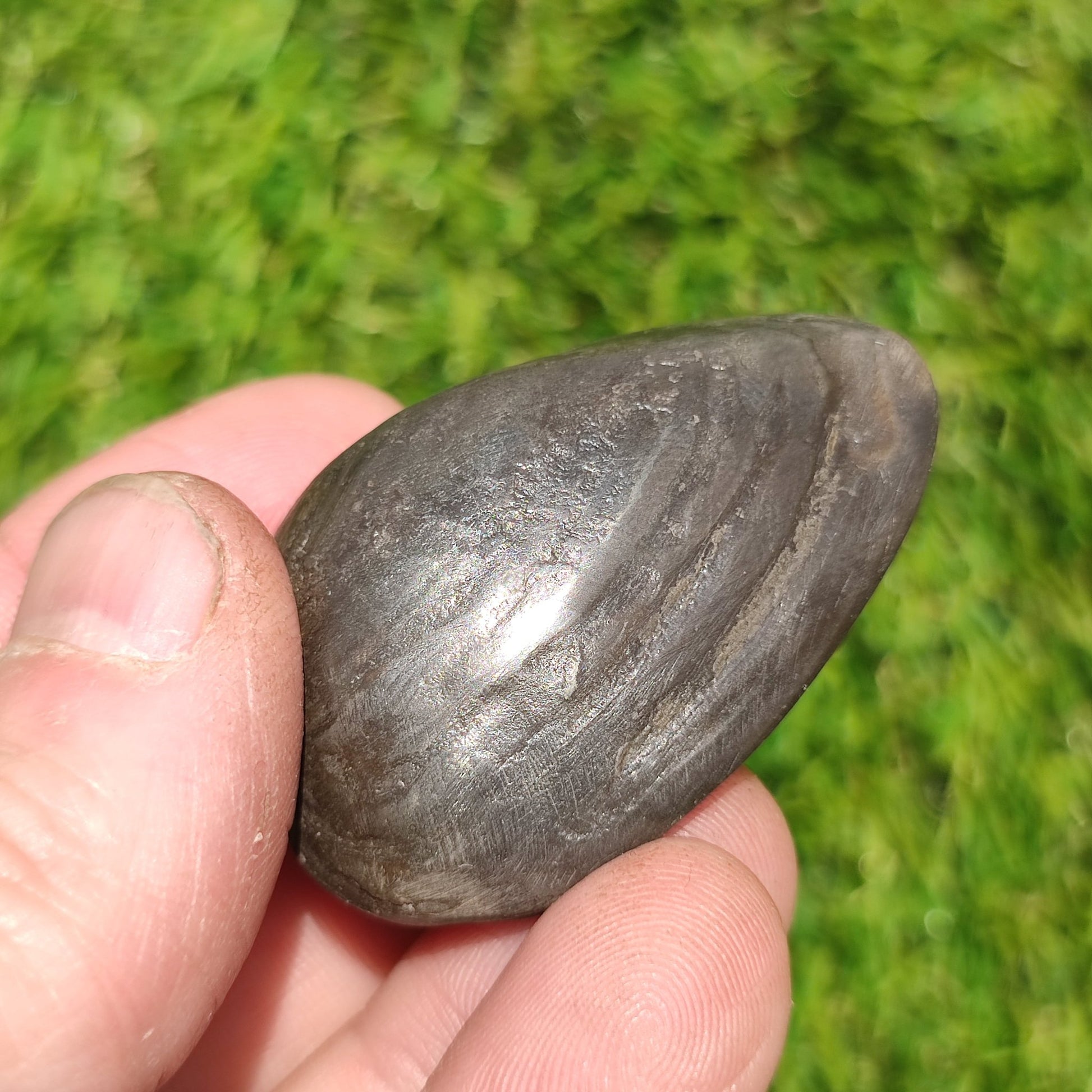 Whitby polished shell fossil - North Yorkshire Fossils