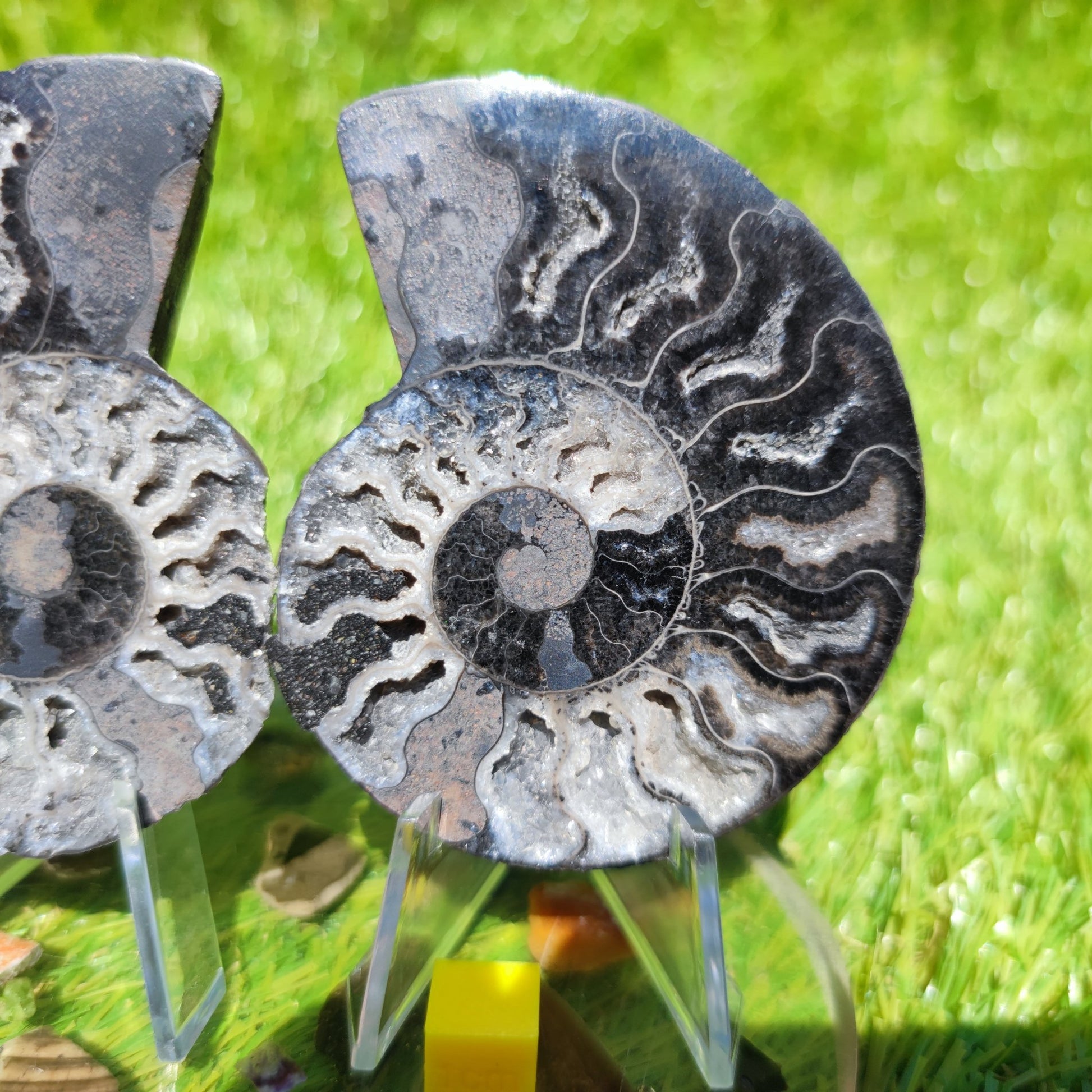 White & black polished ammonite - North Yorkshire Fossils