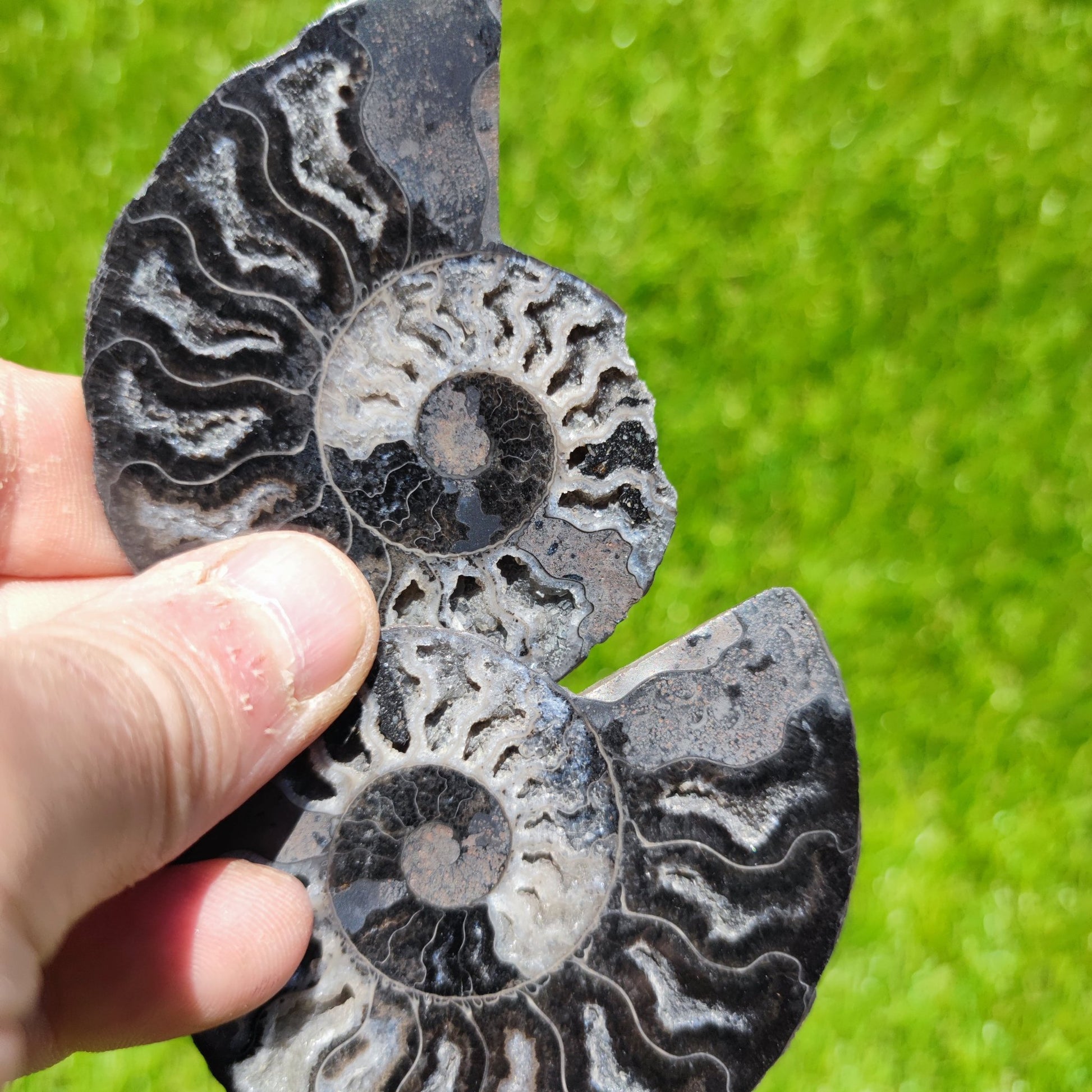 White & black polished ammonite - North Yorkshire Fossils
