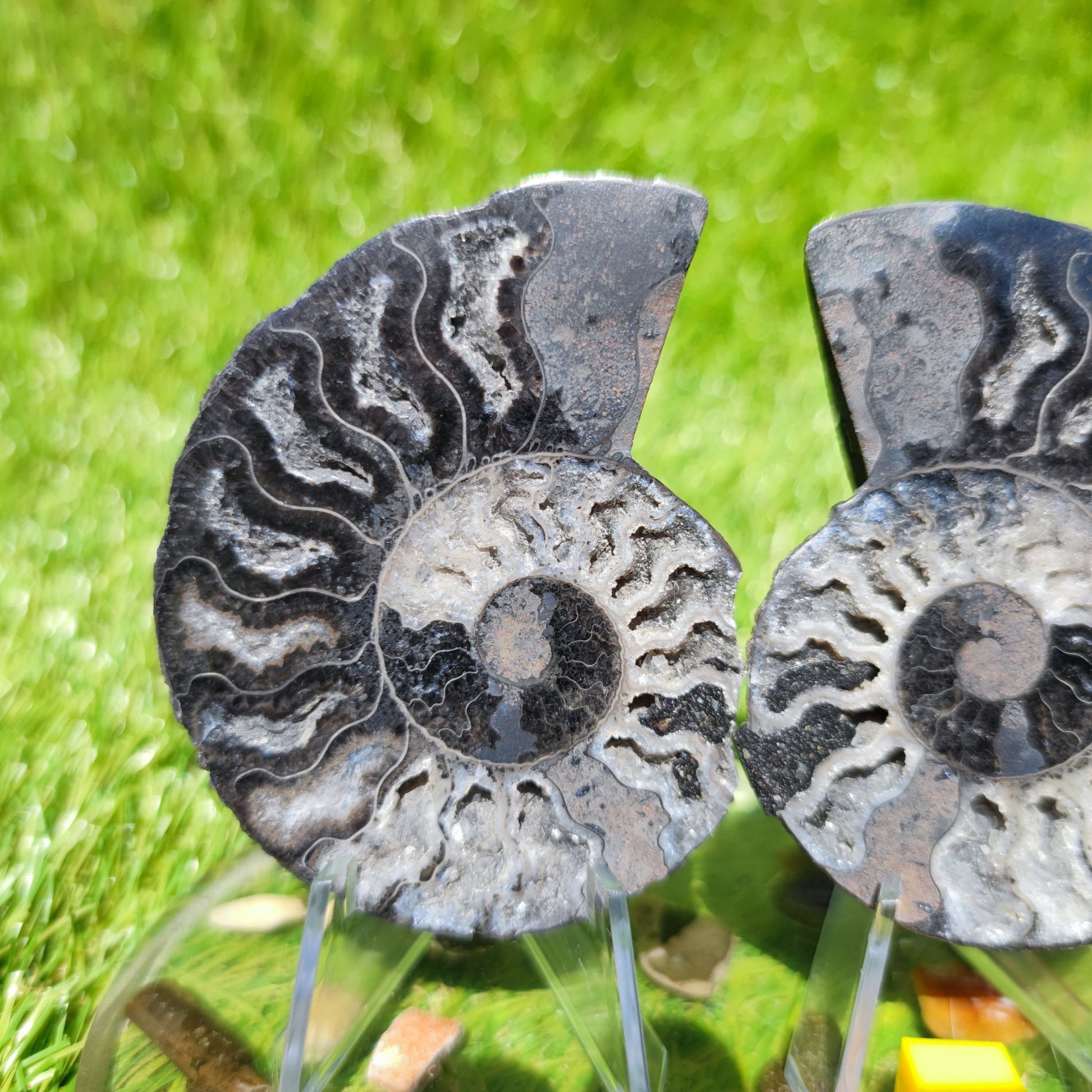 White & black polished ammonite - North Yorkshire Fossils