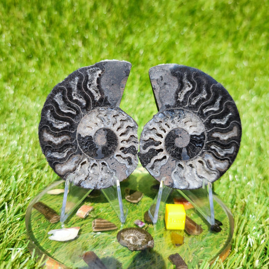 White & black polished ammonite - North Yorkshire Fossils