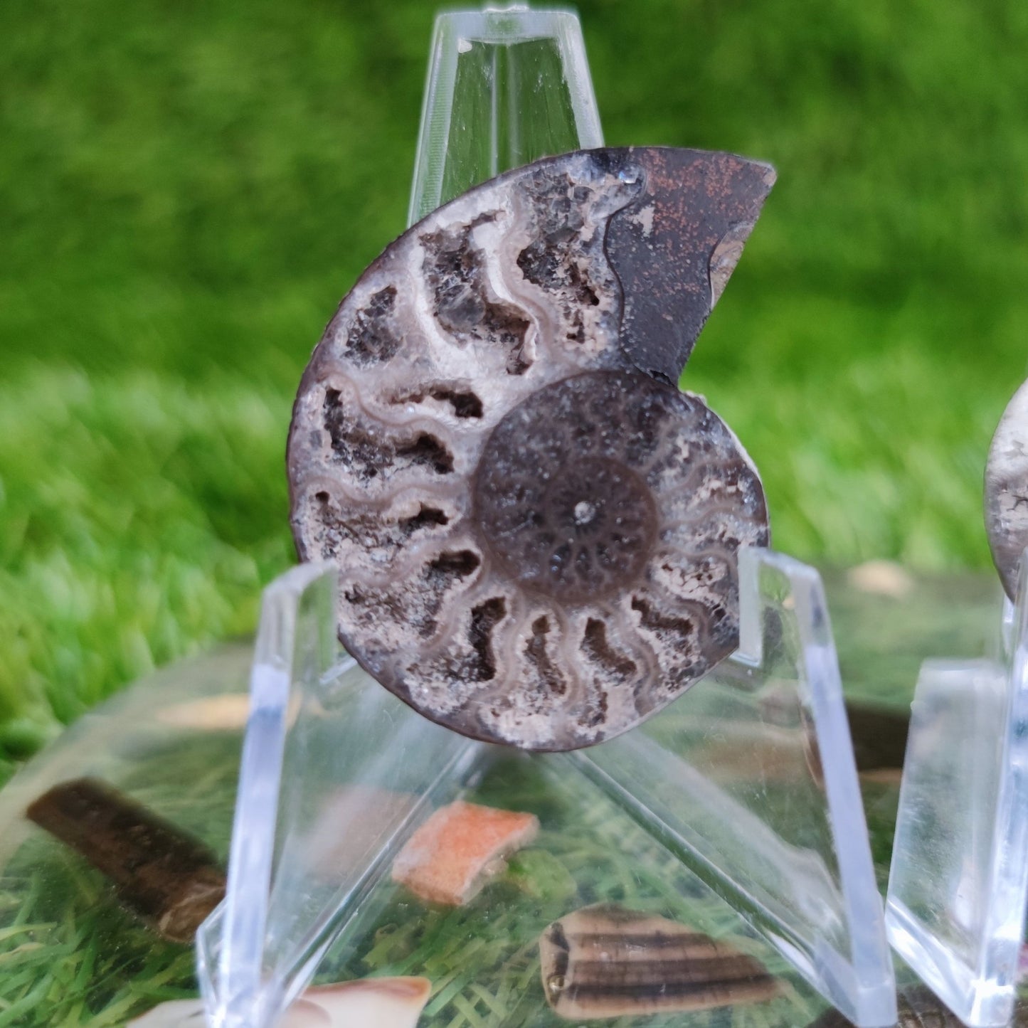 White Madagascar polished ammonite North Yorkshire Fossils - North Yorkshire Fossils
