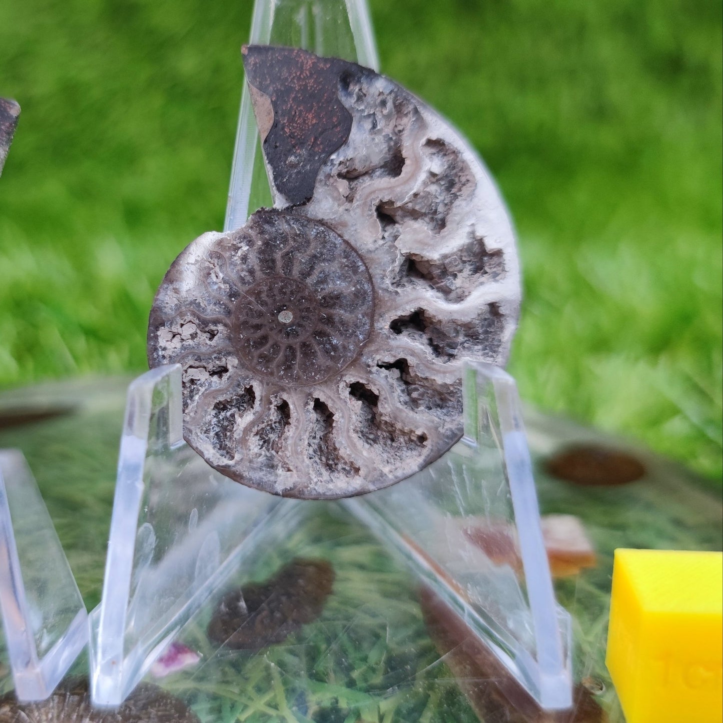 White Madagascar polished ammonite North Yorkshire Fossils - North Yorkshire Fossils