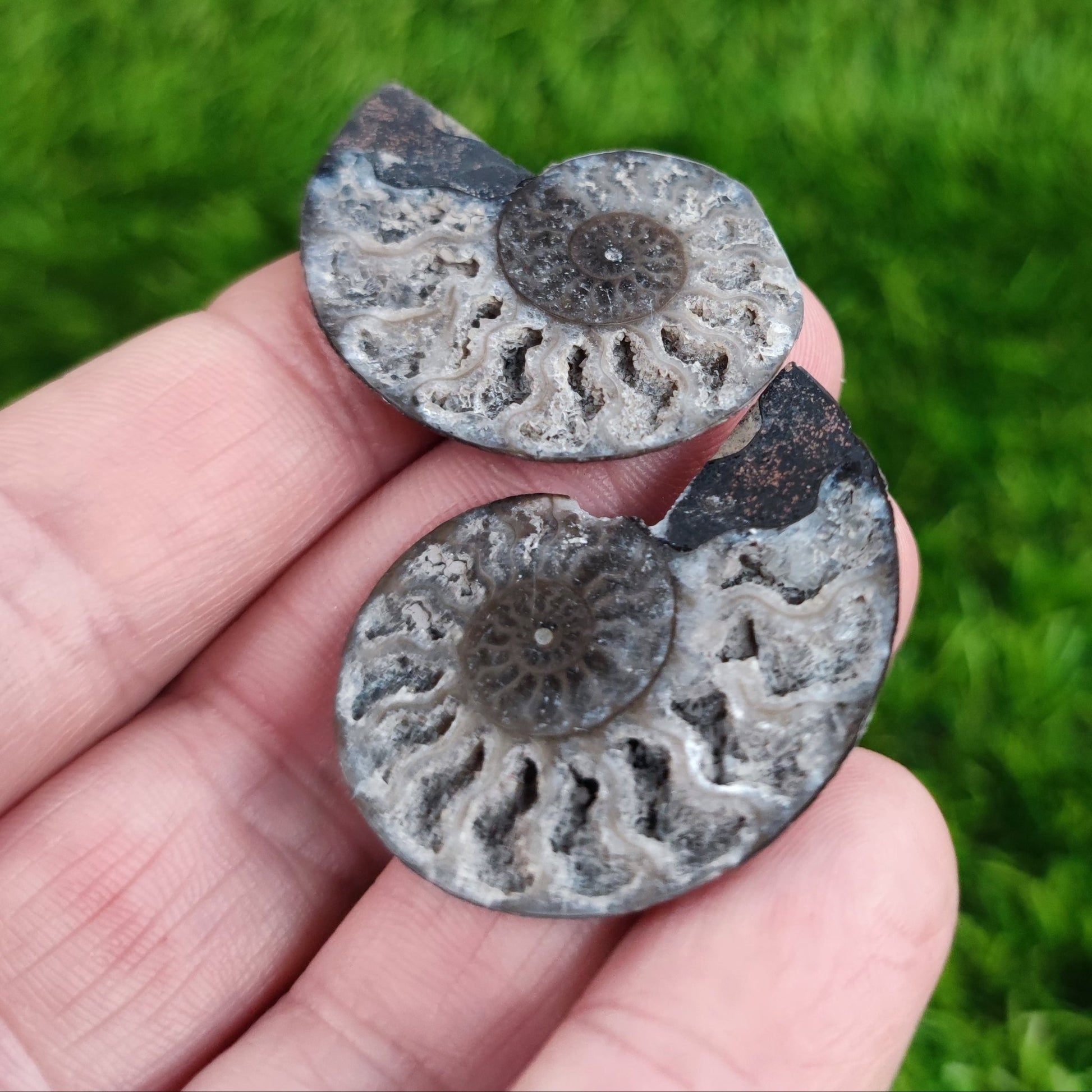 White Madagascar polished ammonite North Yorkshire Fossils - North Yorkshire Fossils
