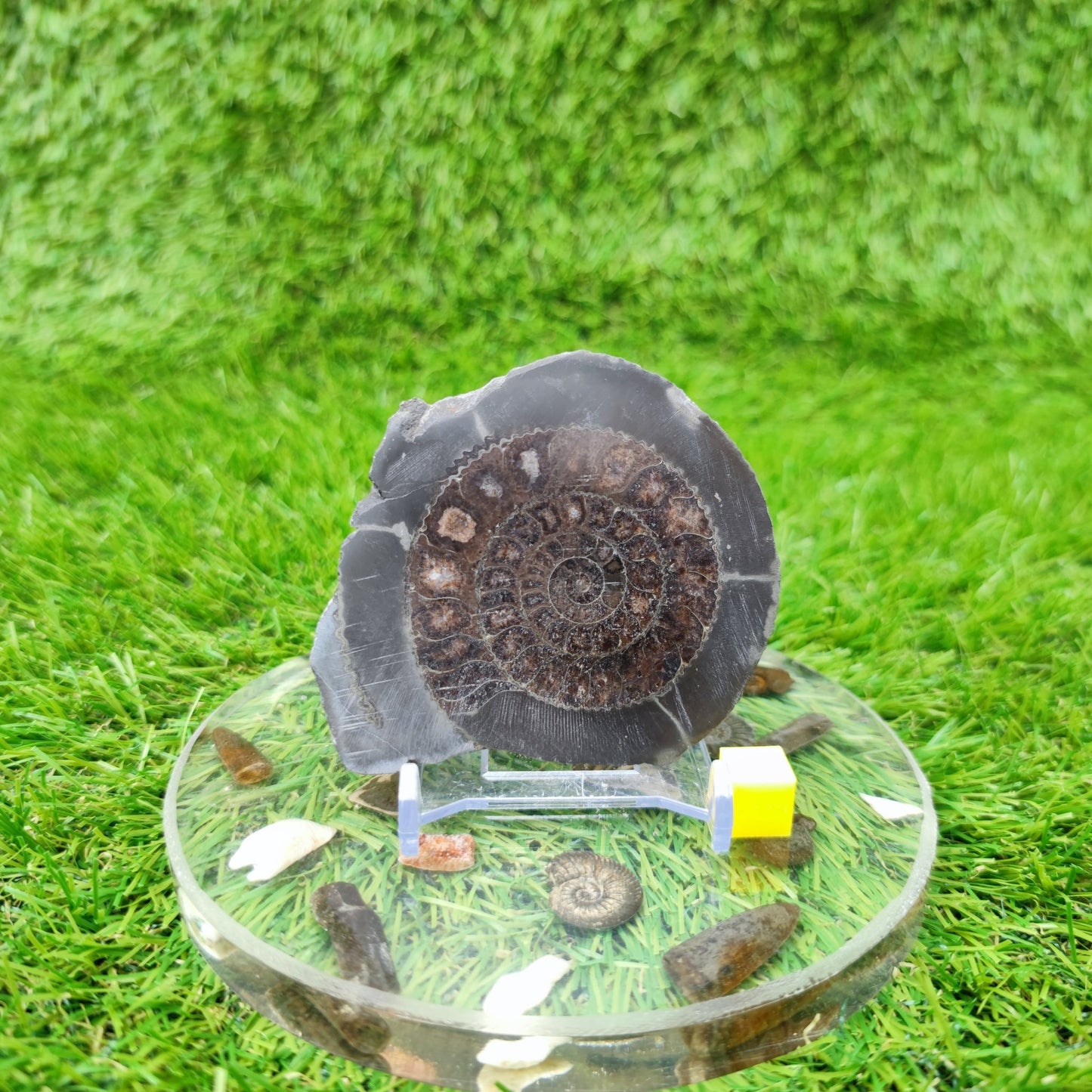 Yorkshire ammonite fossil polished - North Yorkshire Fossils
