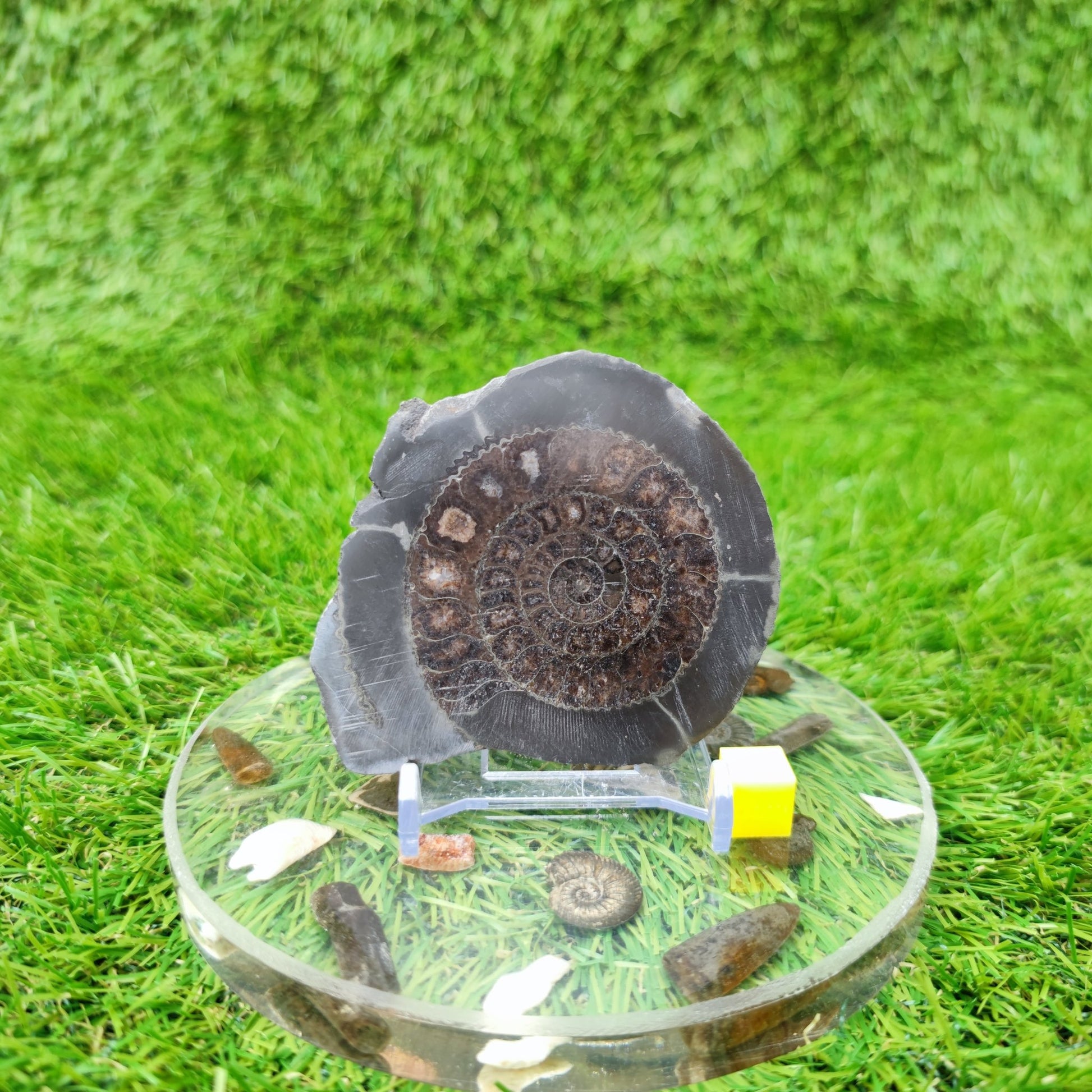 Yorkshire ammonite fossil polished - North Yorkshire Fossils