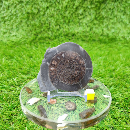 Yorkshire ammonite fossil polished - North Yorkshire Fossils