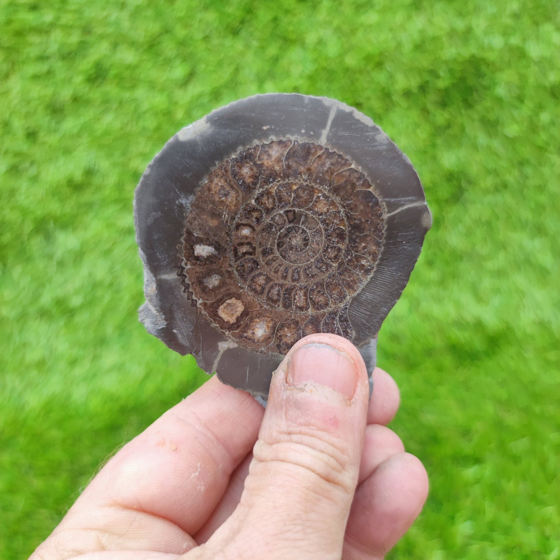 Yorkshire ammonite fossil polished - North Yorkshire Fossils