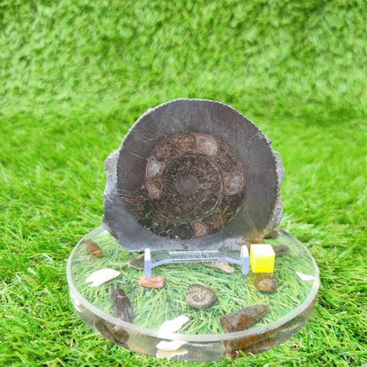 Yorkshire fossil polished ammonite - North Yorkshire Fossils
