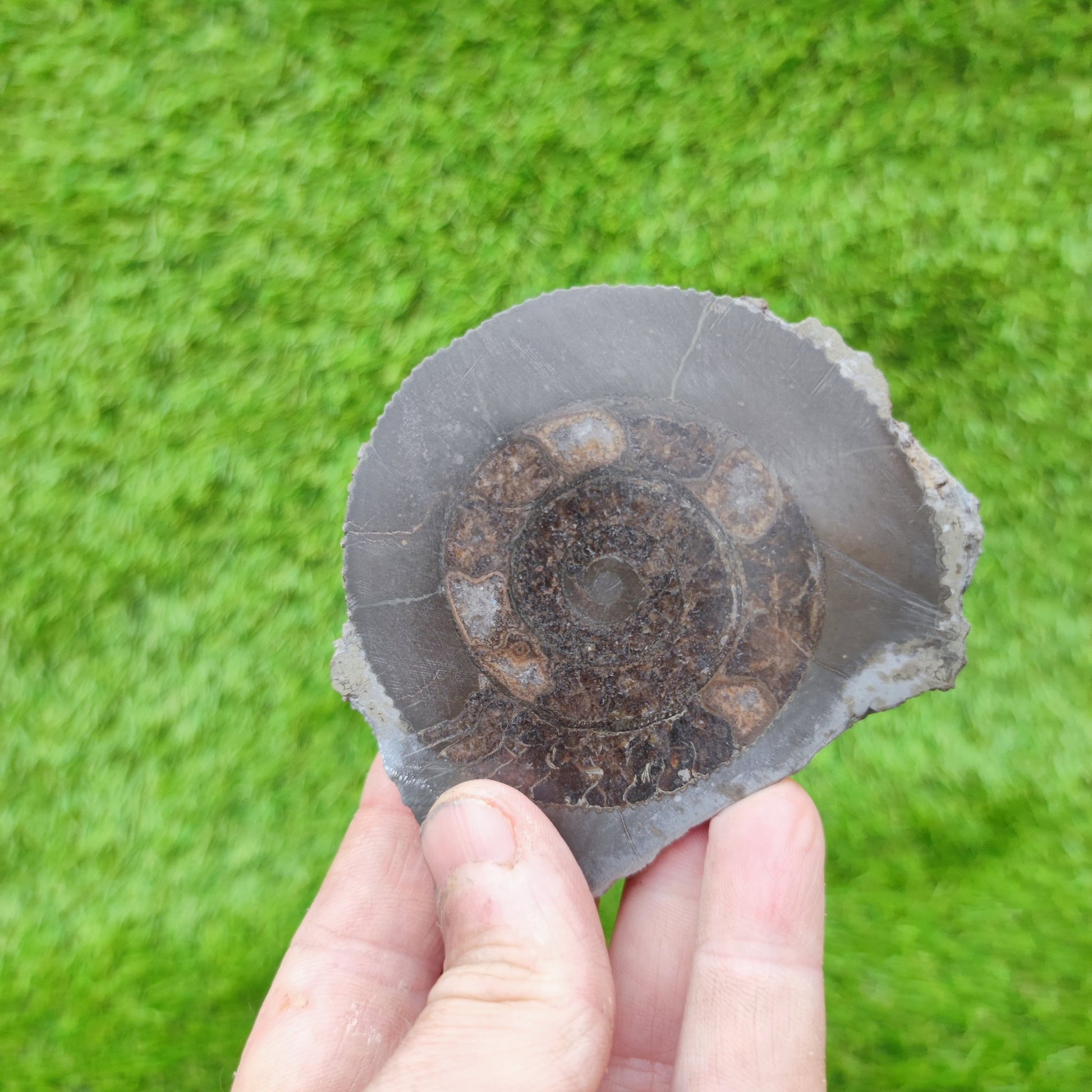 Yorkshire fossil polished ammonite - North Yorkshire Fossils