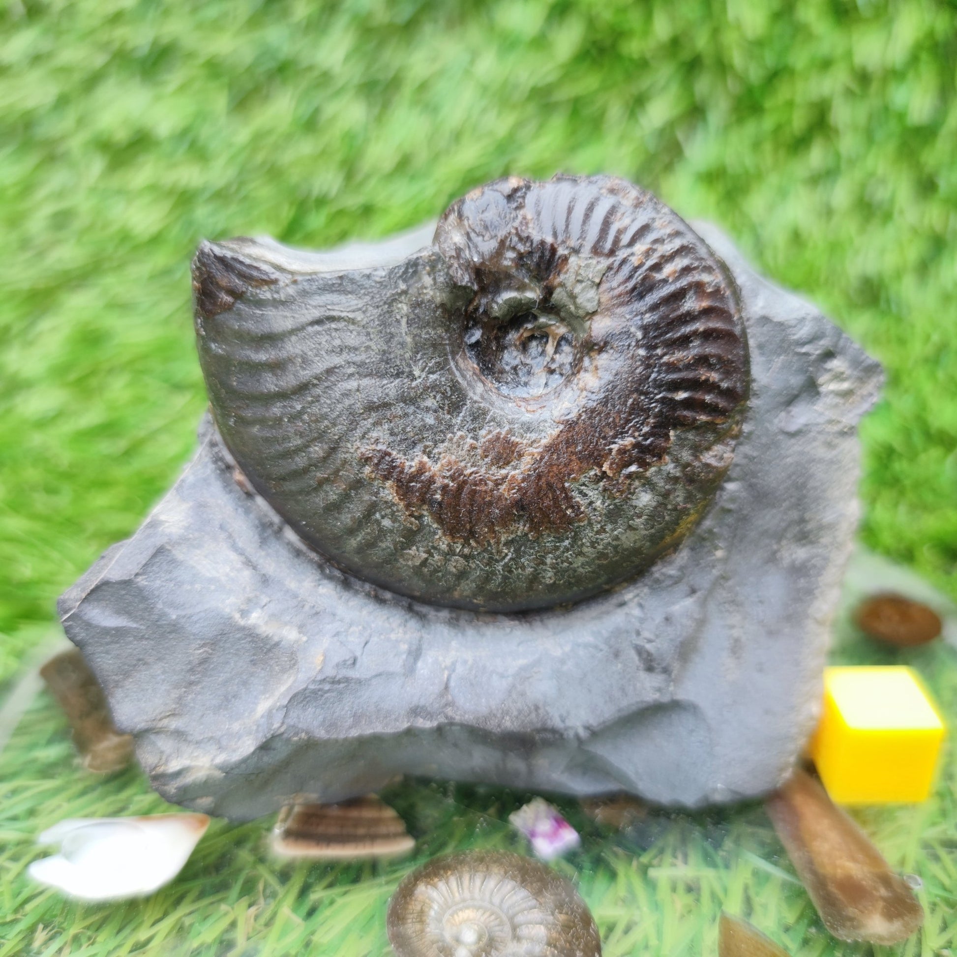 Your Fossil cleviceras ammonite Whitby - North Yorkshire Fossils