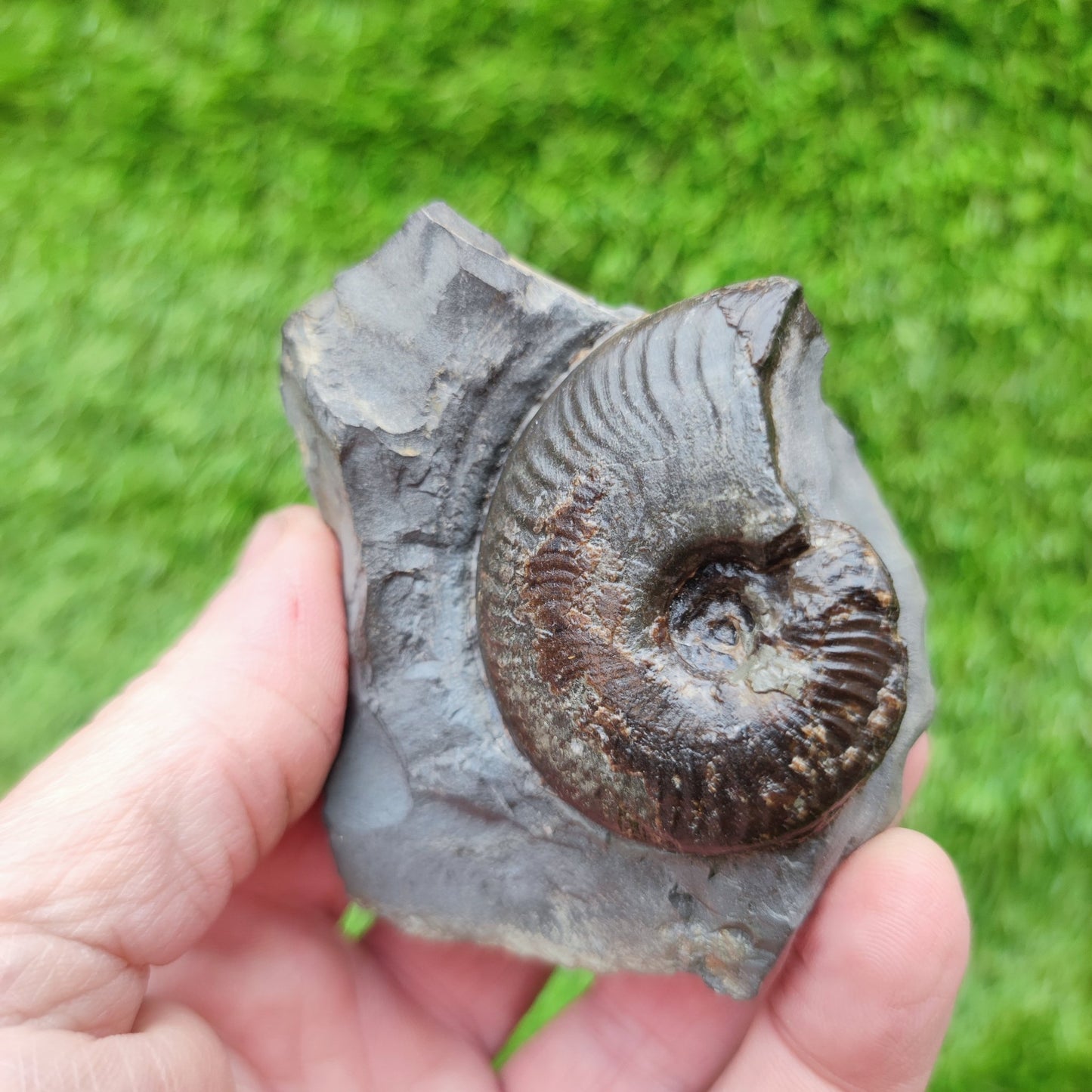 Your Fossil cleviceras ammonite Whitby - North Yorkshire Fossils