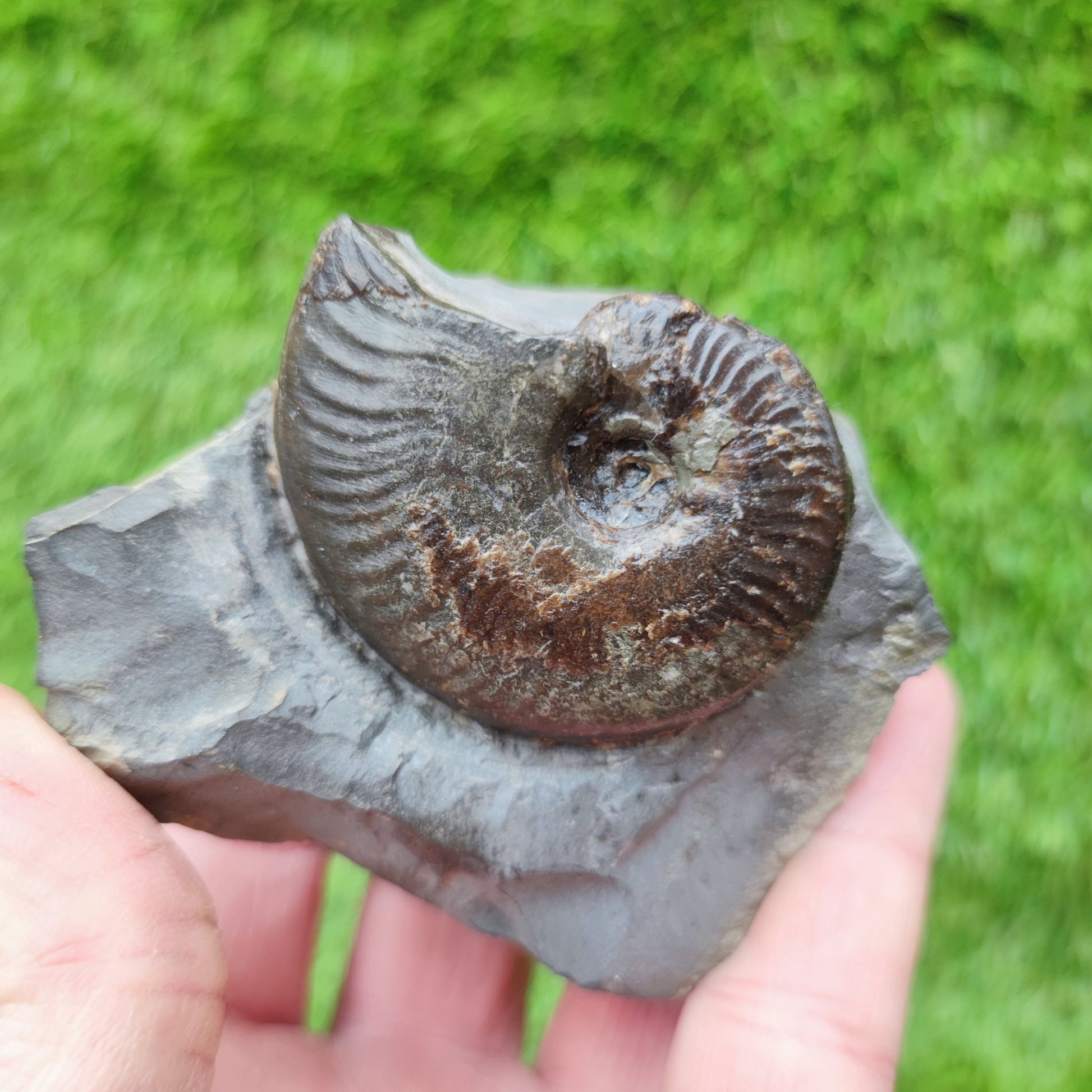 Your Fossil cleviceras ammonite Whitby - North Yorkshire Fossils
