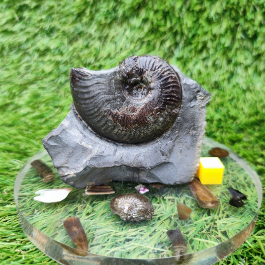 Your Fossil cleviceras ammonite Whitby - North Yorkshire Fossils