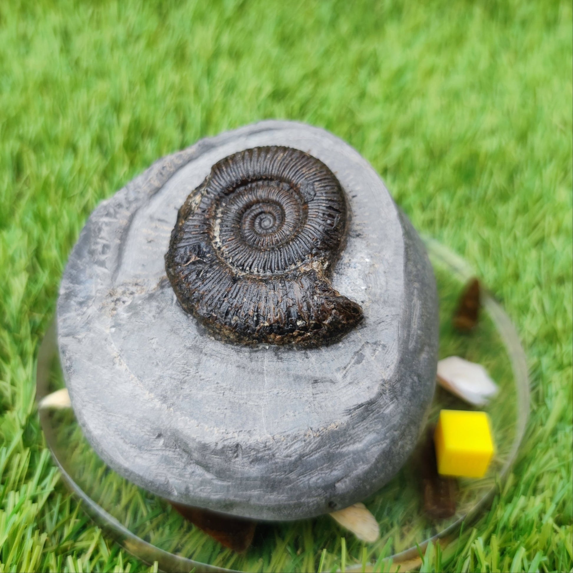 Zugodactylites ammonite fossil North Yorkshire UK - North Yorkshire Fossils