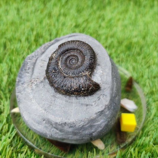Zugodactylites ammonite fossil North Yorkshire UK - North Yorkshire Fossils