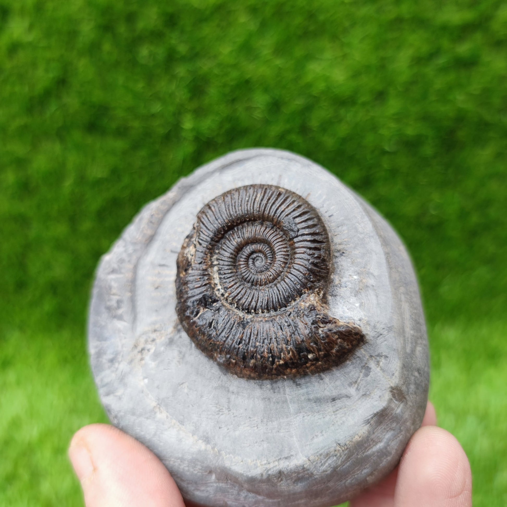Zugodactylites ammonite fossil North Yorkshire UK - North Yorkshire Fossils