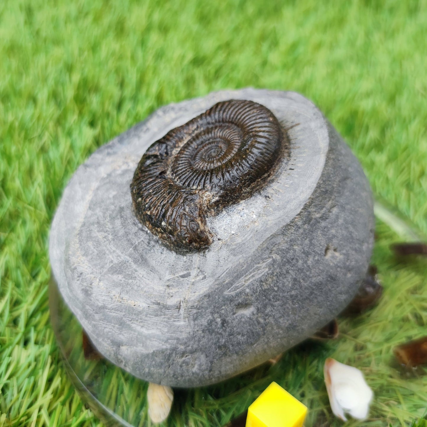 Zugodactylites ammonite fossil North Yorkshire UK - North Yorkshire Fossils