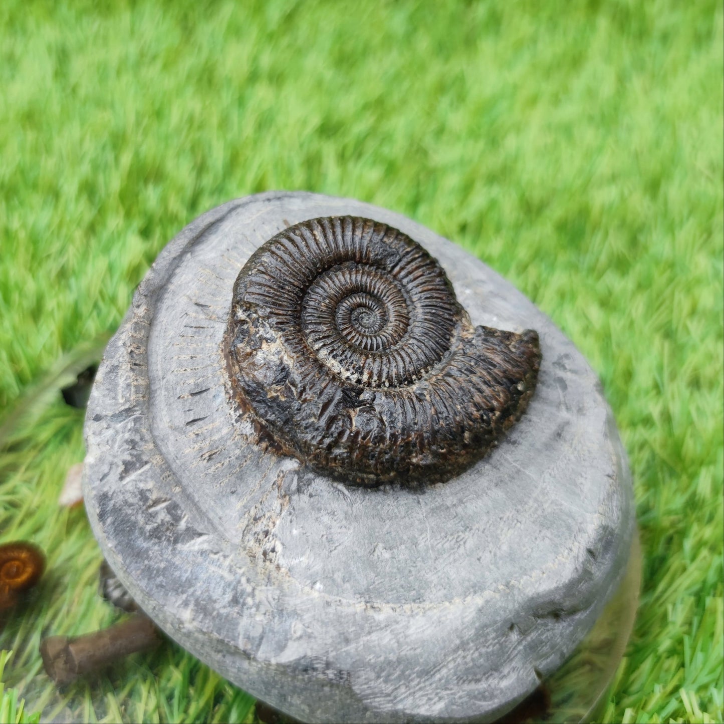 Zugodactylites ammonite fossil North Yorkshire UK - North Yorkshire Fossils
