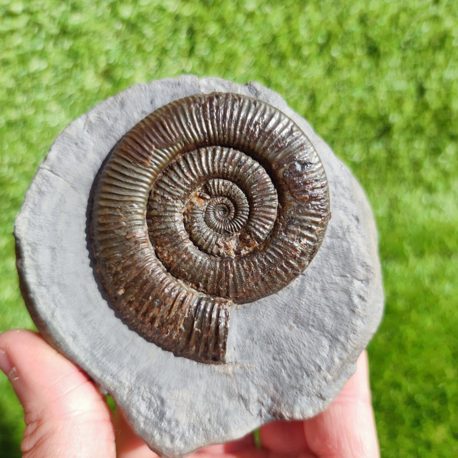 Zugodactylites ammonite fossil Yorkshire UK - North Yorkshire Fossils