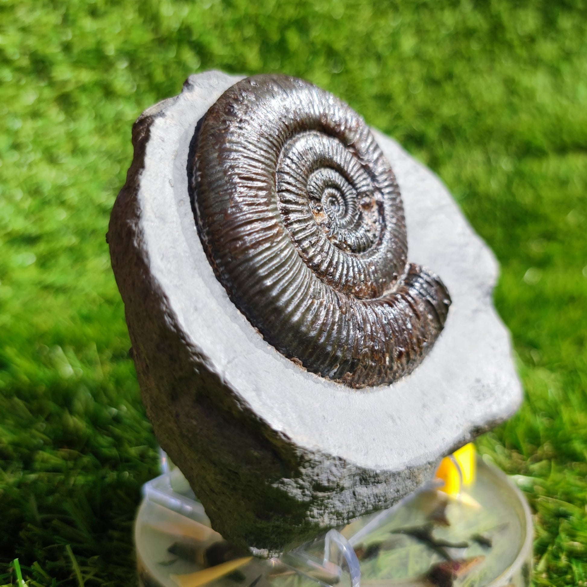 Zugodactylites ammonite fossil Yorkshire UK - North Yorkshire Fossils
