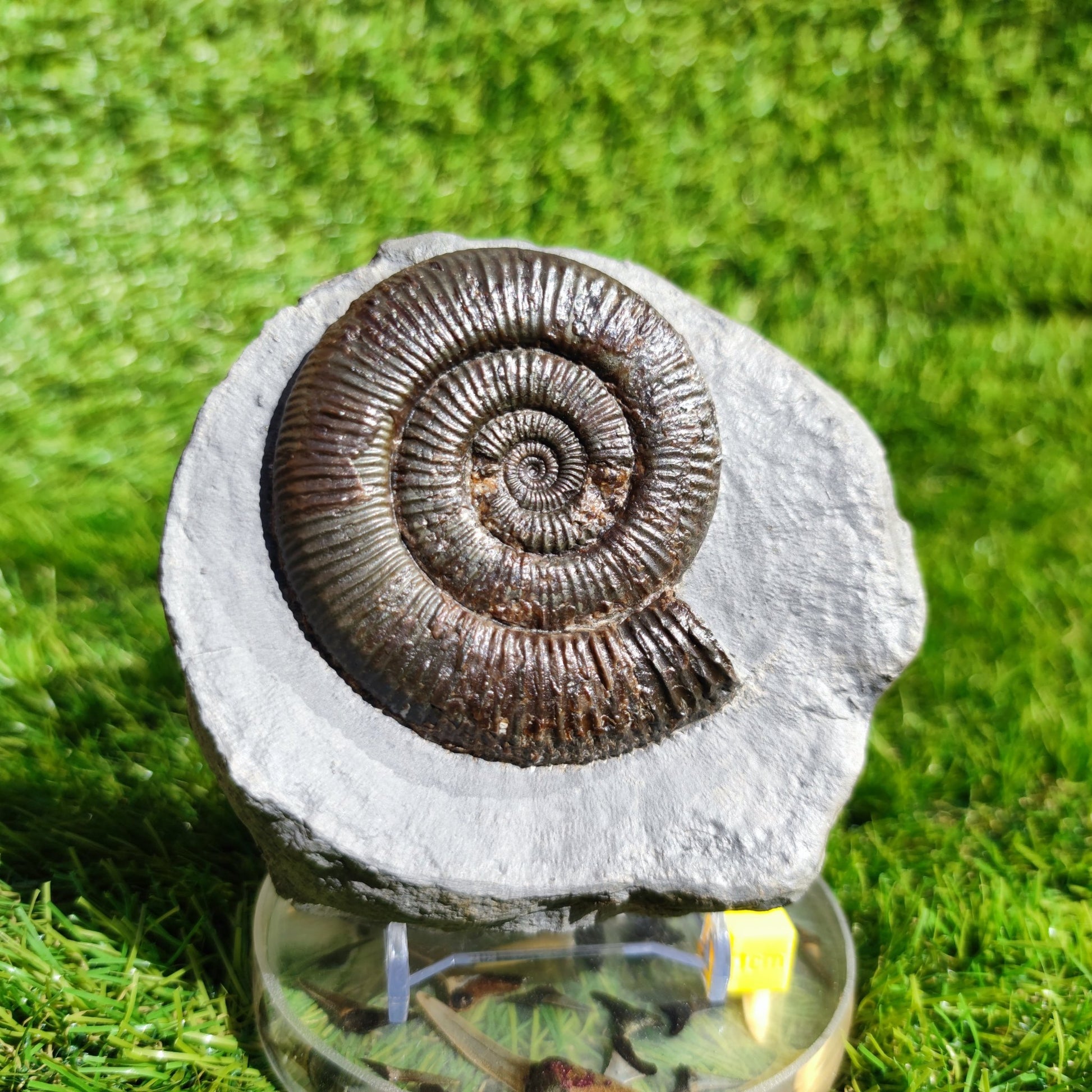 Zugodactylites ammonite fossil Yorkshire UK - North Yorkshire Fossils