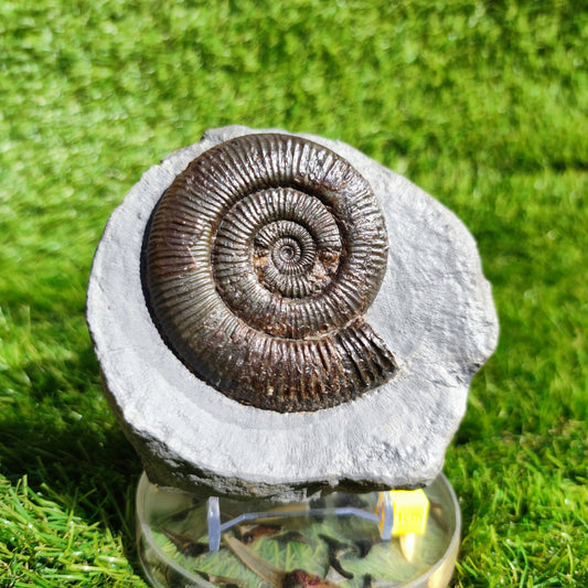 Zugodactylites ammonite fossil Yorkshire UK - North Yorkshire Fossils