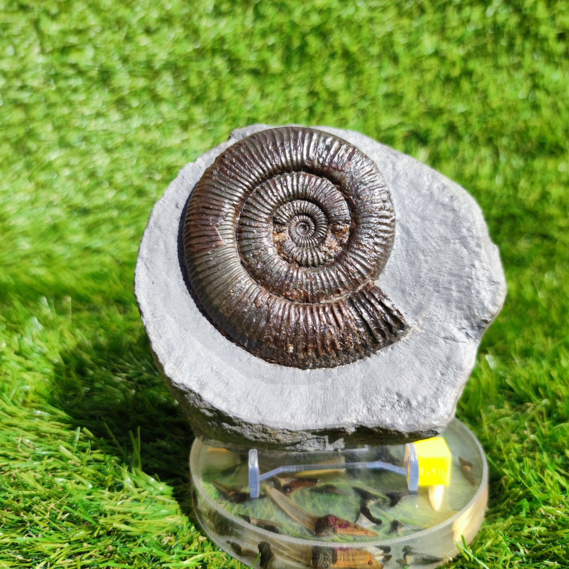 Zugodactylites ammonite fossil Yorkshire UK - North Yorkshire Fossils