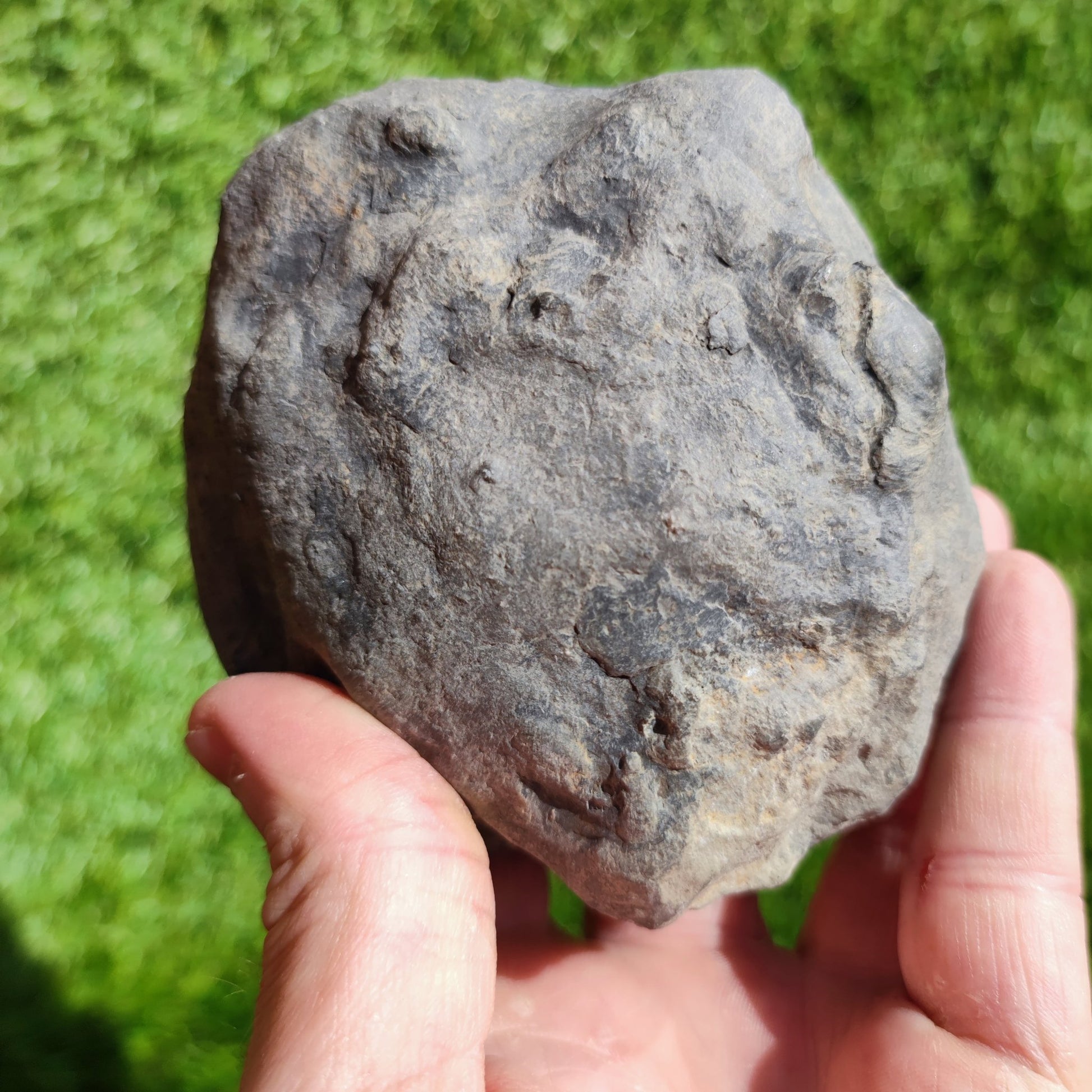 Zugodactylites ammonite fossil Yorkshire UK - North Yorkshire Fossils