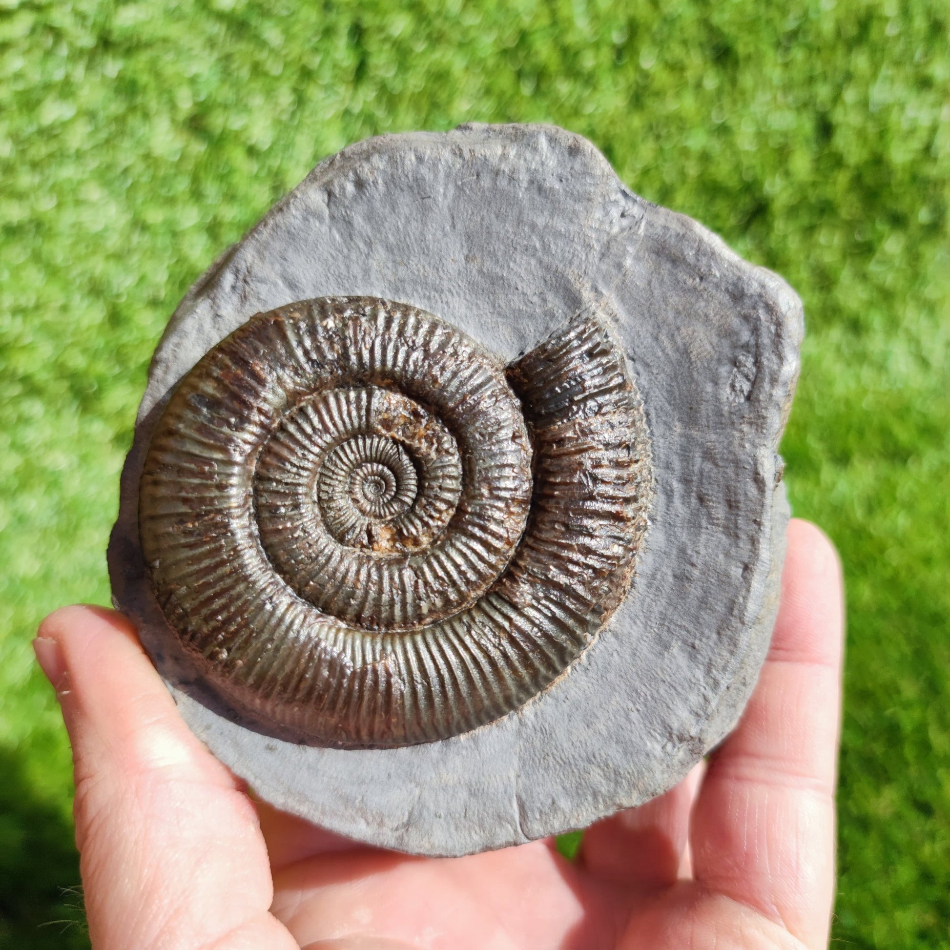 Zugodactylites ammonite fossil Yorkshire UK - North Yorkshire Fossils