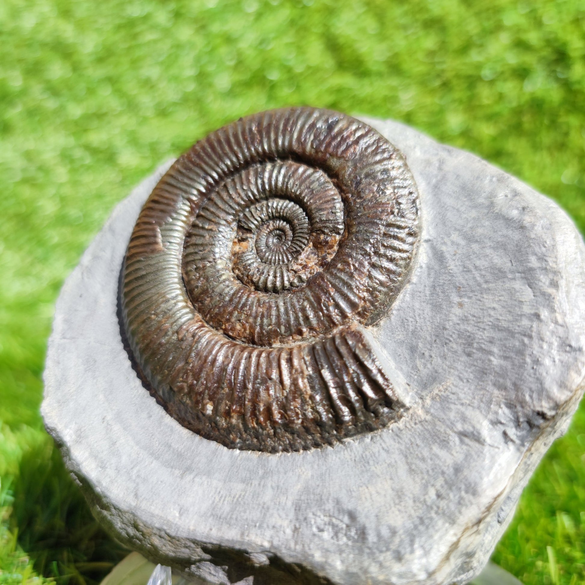Zugodactylites ammonite fossil Yorkshire UK - North Yorkshire Fossils