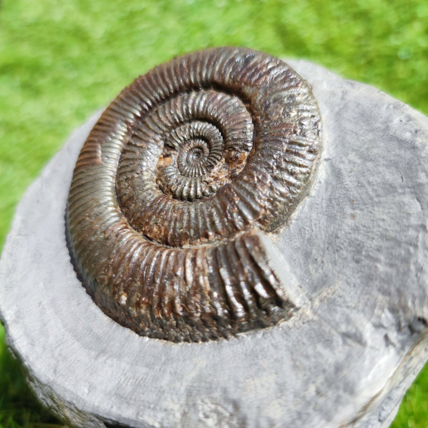 Zugodactylites ammonite fossil Yorkshire UK - North Yorkshire Fossils